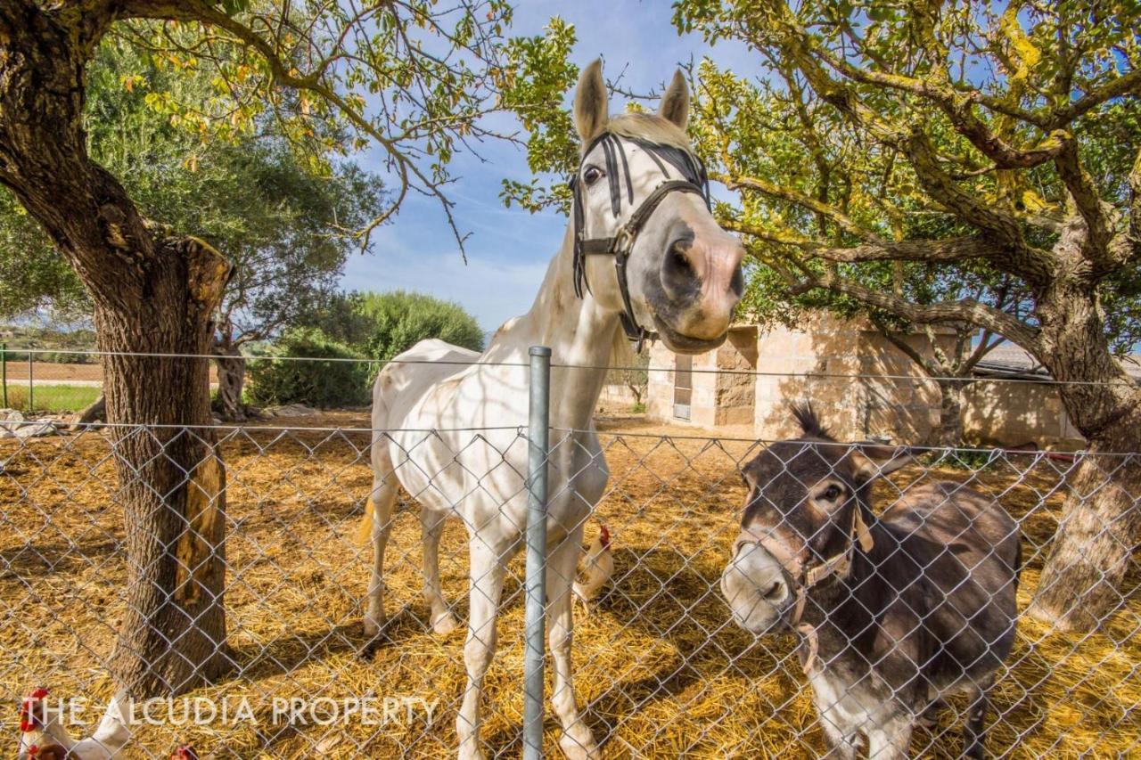 Finca Pegasus Alcudia  Exteriör bild